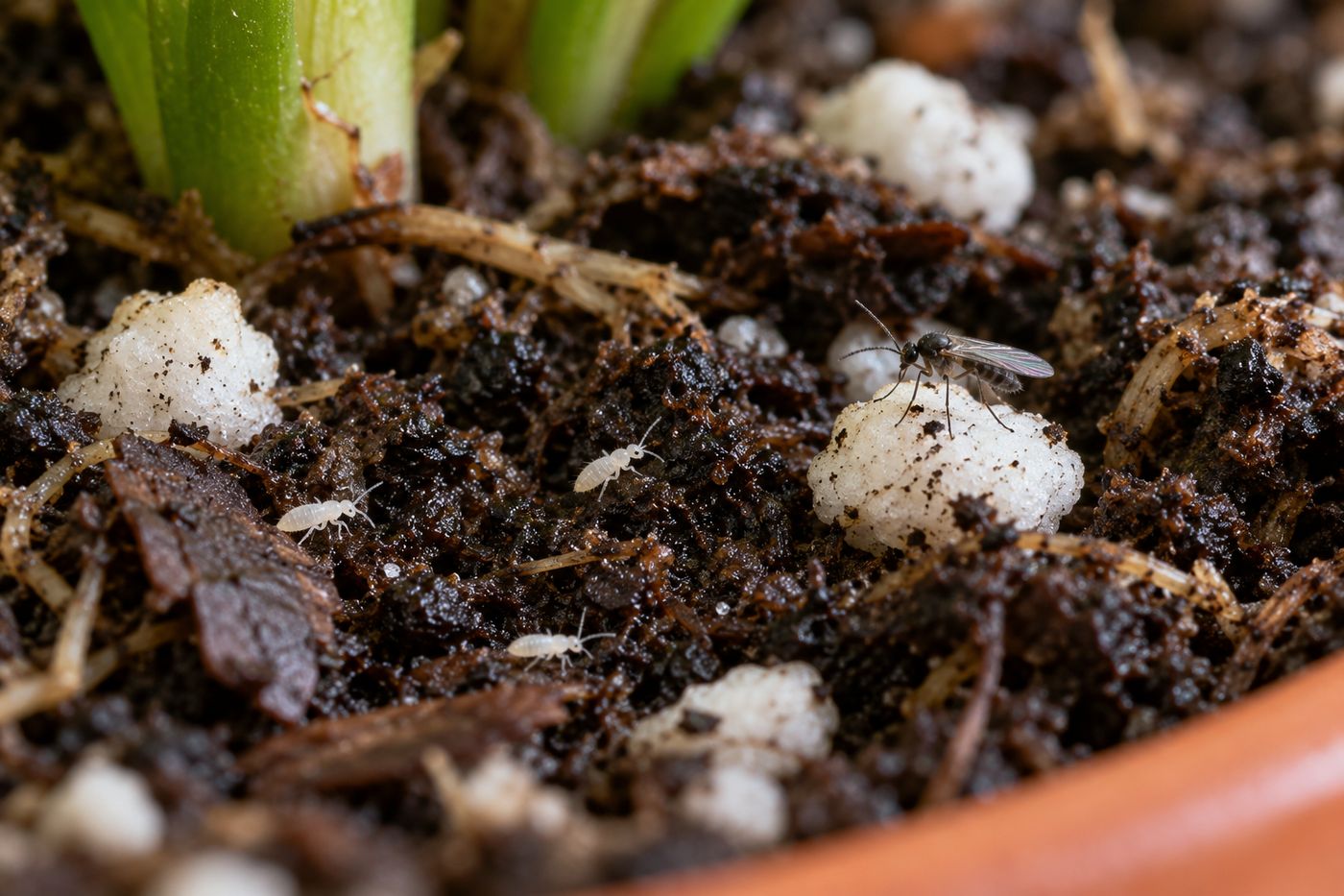 Tiny white springtails on the surface of damp houseplant soil