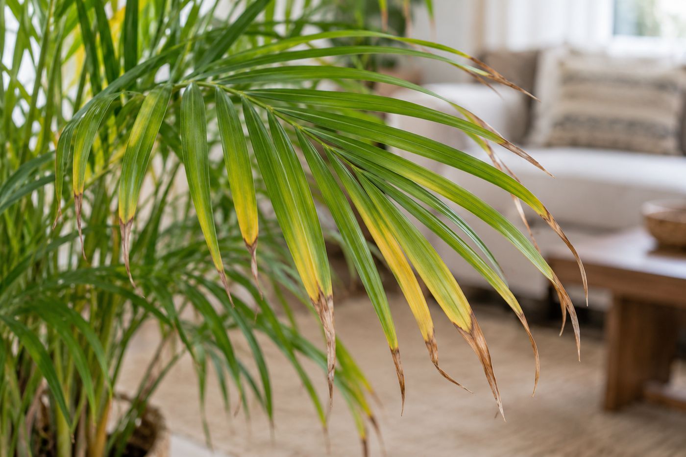 Areca palm leaflets with dry brown tips