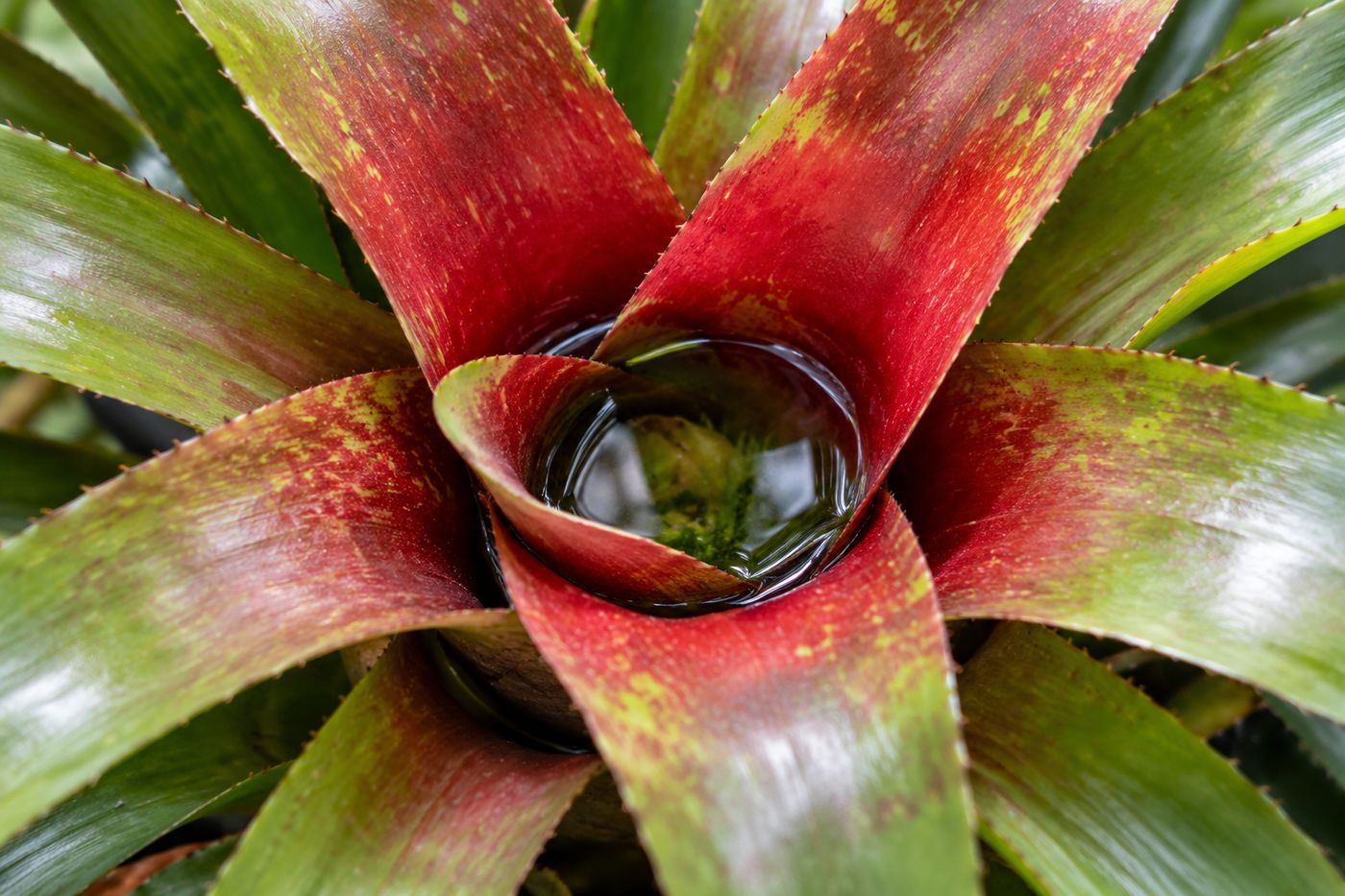 Water standing in the central cup of a bromeliad rosette