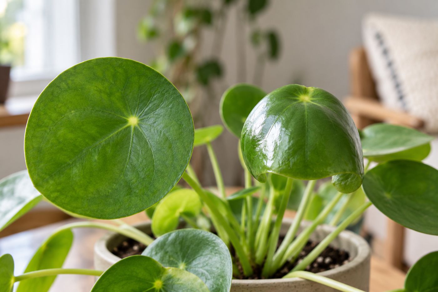 Close-up of a domed pilea leaf curled downward at the edges