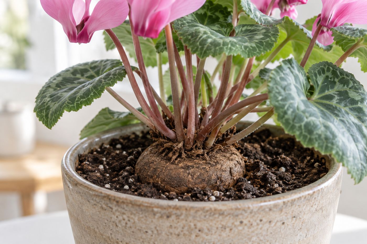 Cyclamen tuber sitting half above the soil surface
