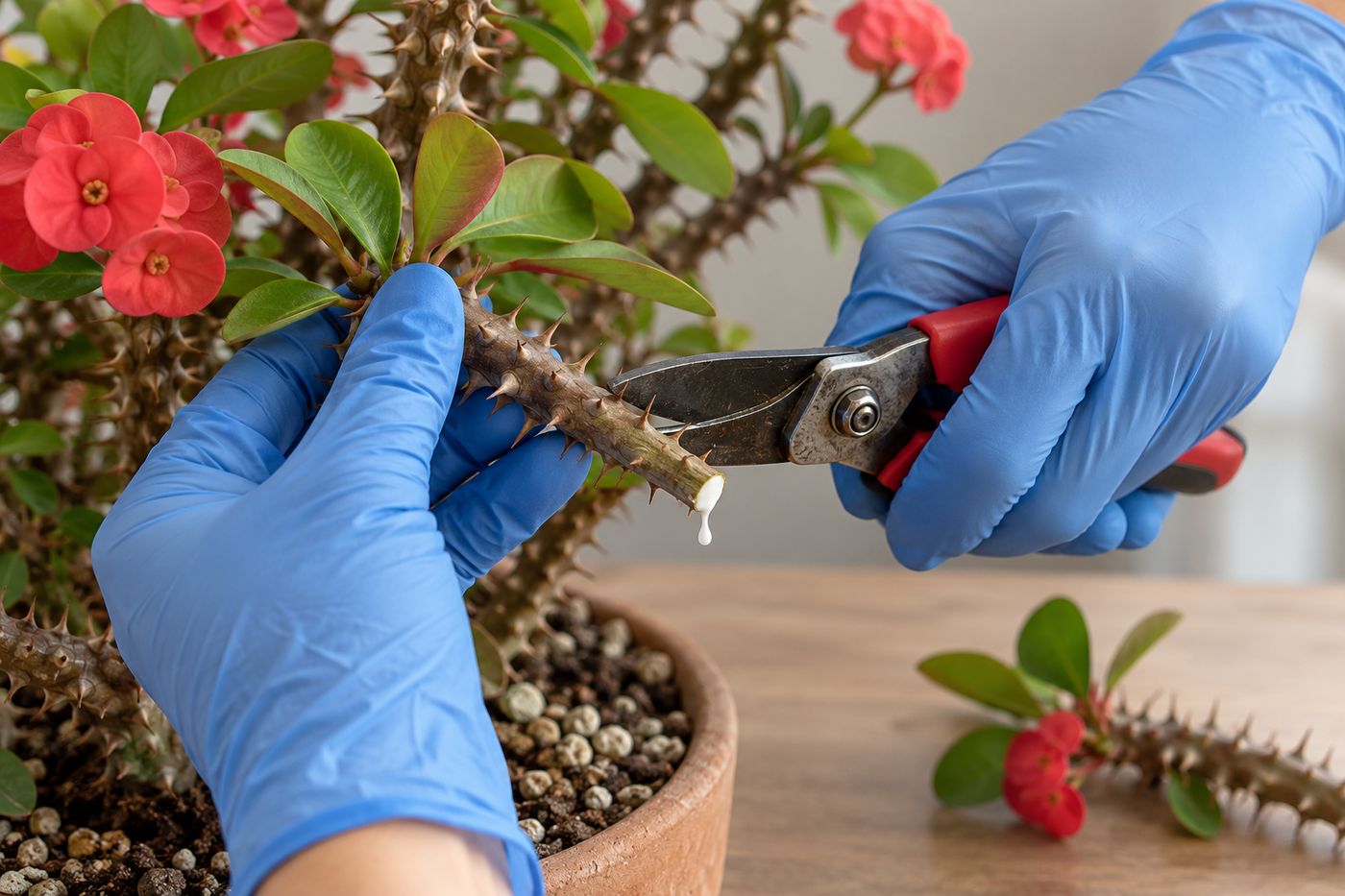 Gloved hand pruning a crown of thorns stem with white milky sap at the cut