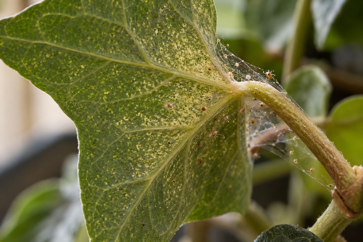 English ivy leaf with pale stippling and fine webbing from spider mites
