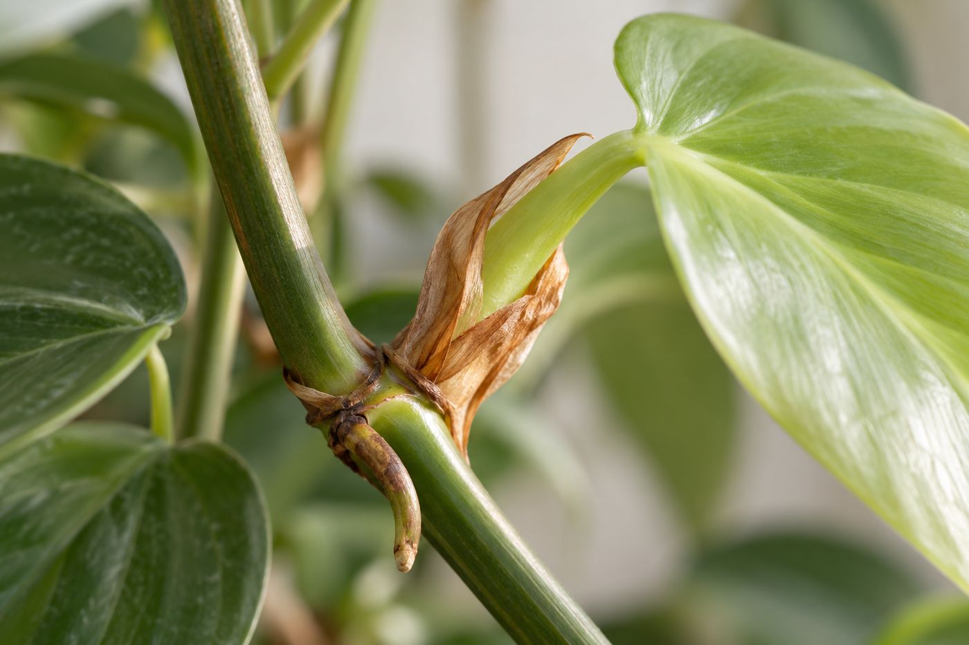 Dry brown cataphyll at the base of a new philodendron leaf