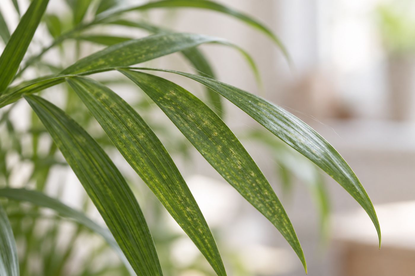 Parlor palm leaves with pale stippling from spider mite feeding