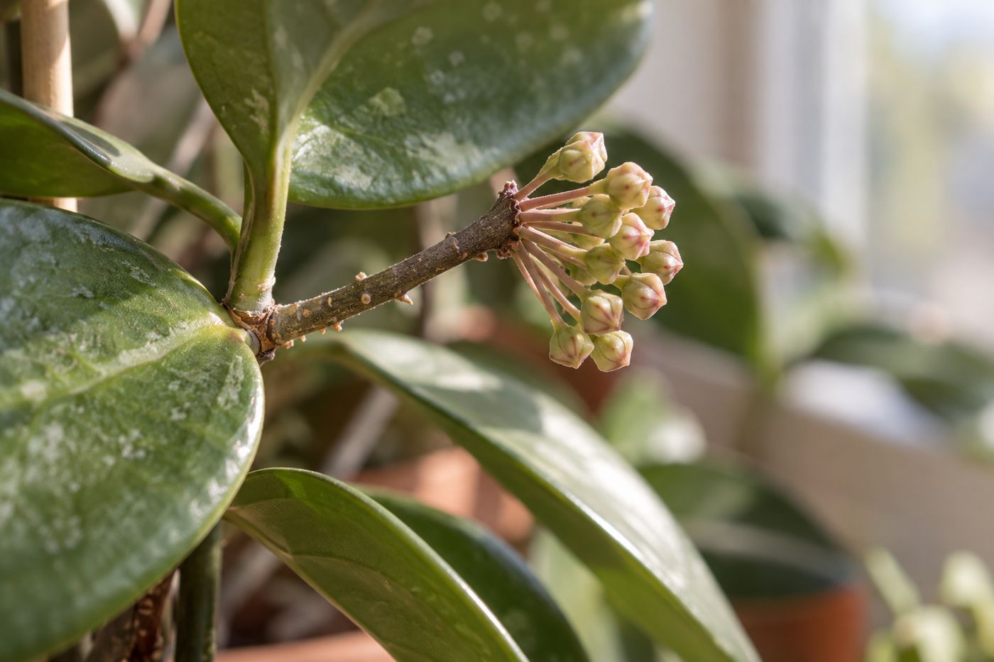 Close-up of a hoya flower spur (peduncle) with a new bud cluster forming