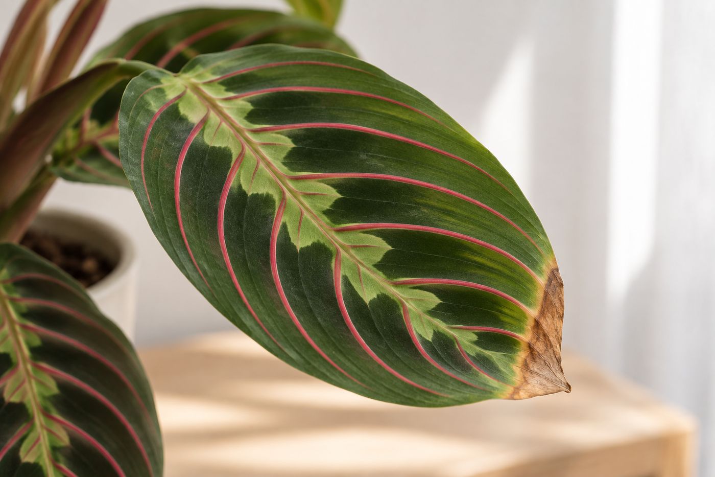 Dry brown tips on prayer plant leaves