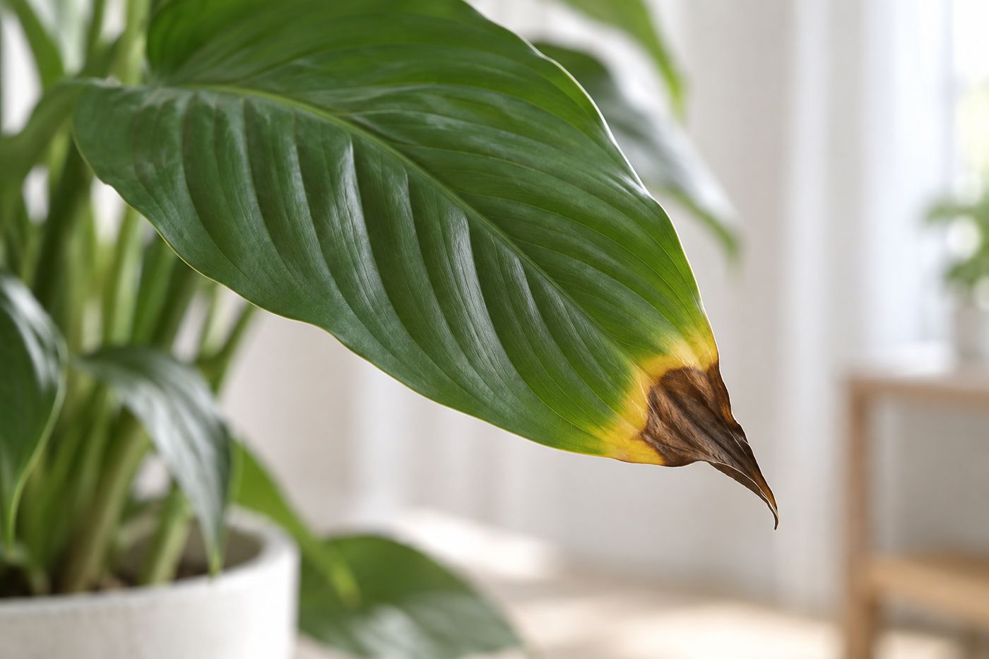 Close-up of black dry tips on peace lily leaves