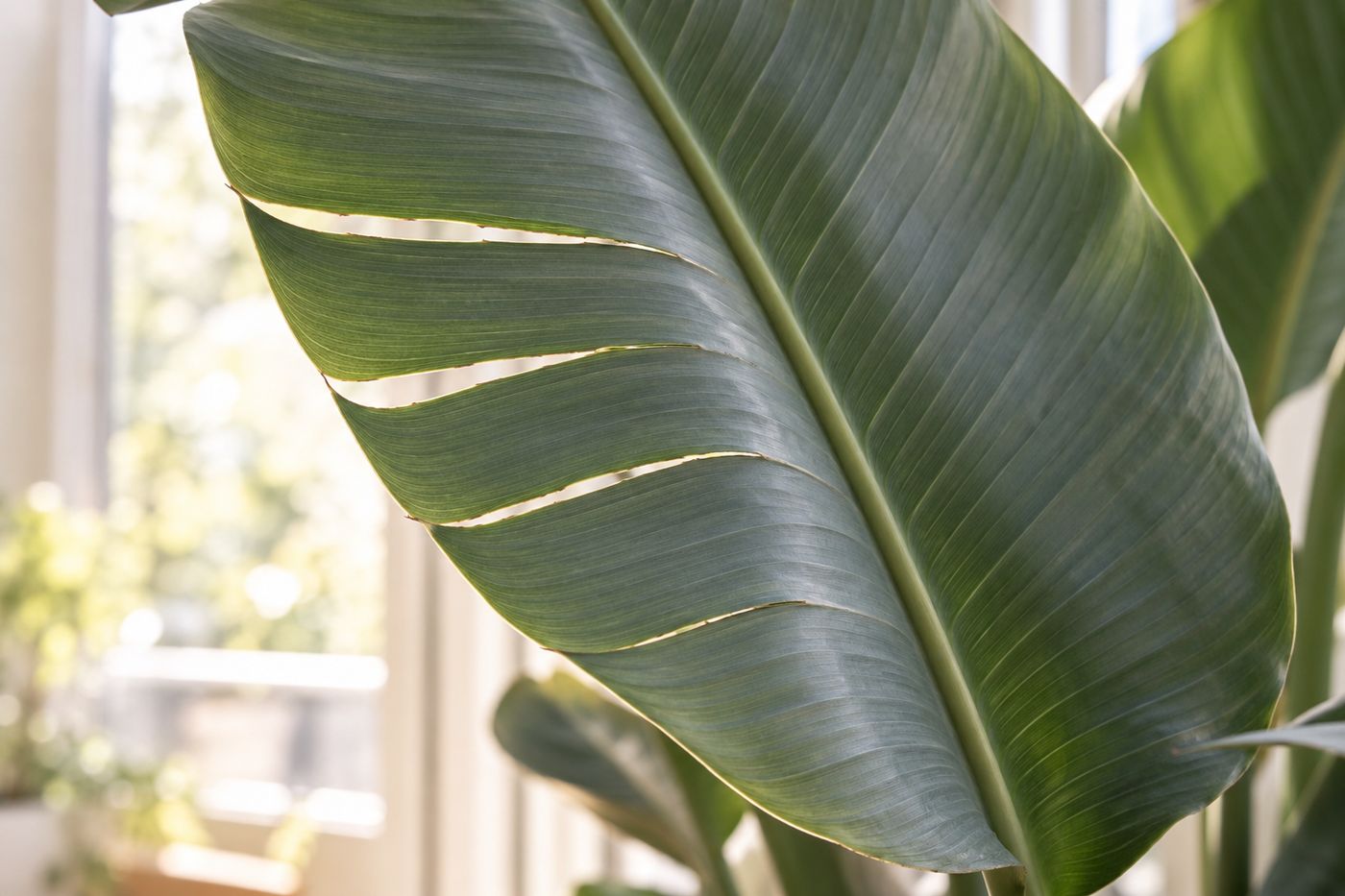 Bird of paradise leaf with natural splits running along the veins to the midrib
